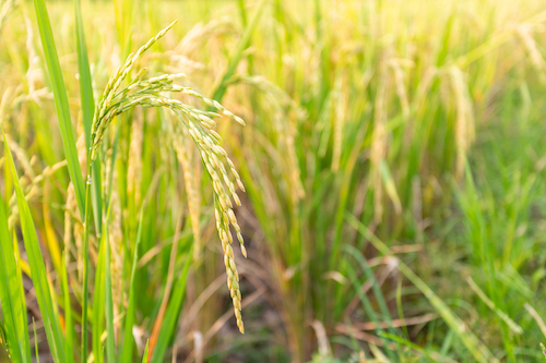 origem do arroz cultivado