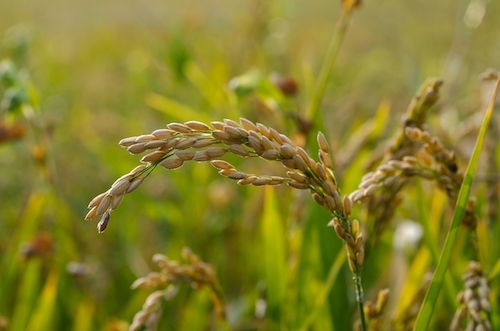 Espiga de arroz