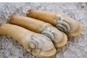 Qual é o sabor do geoduck