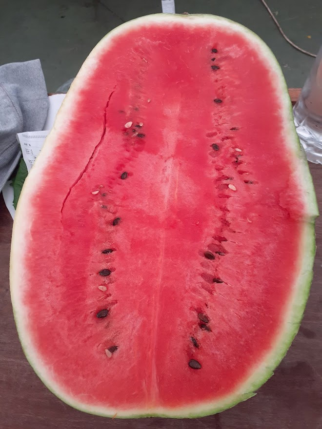 Melancia