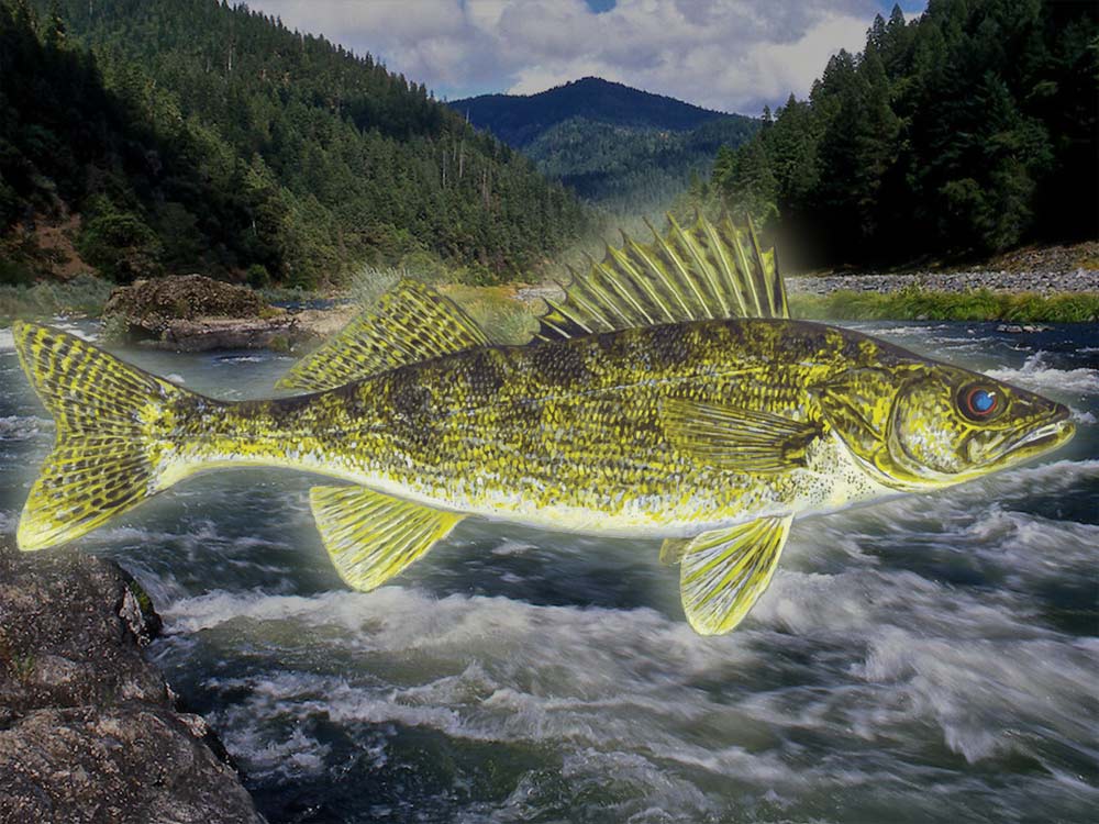 Qual É O Sabor Do Peixe Walleye